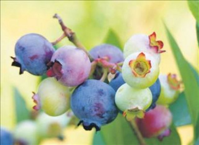 Yabanmersini, kalınbağırsak ve lösemide etkili.