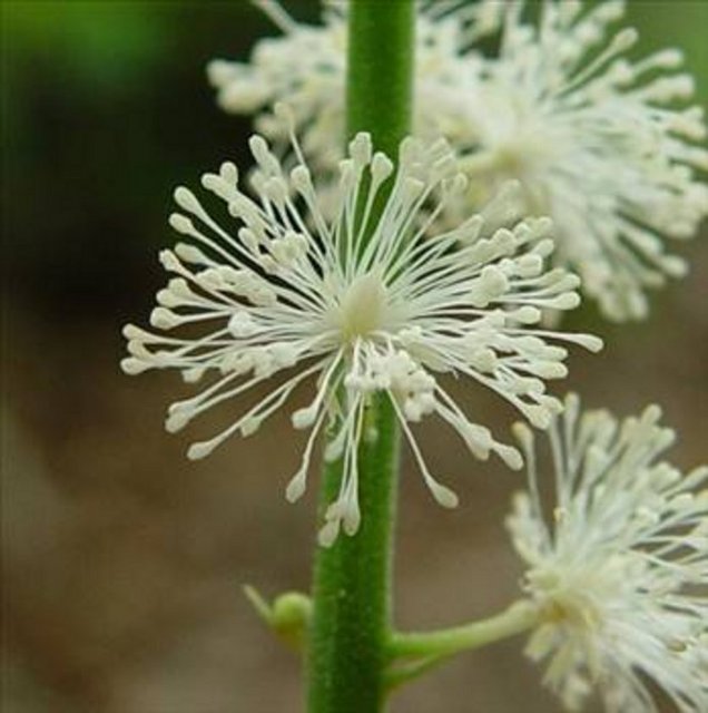 Karayılan otu, prostat kanserinin tedavisinde etkili.