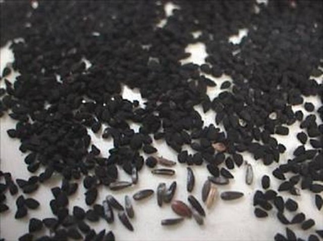 Çörekotu, akciğer, baş-boyun, kalınbağırsak, karaciğer, karın zarı, lösemi, lenfoma, meme, pankreas, prostat, yumuşak doku kanserlerinin tedavisinde yardımcı.