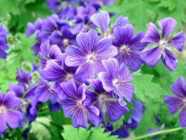 Cezayir menekşesi, çeşitli organ kanserleri, lenfoma ve löseminin tedavisinde yardımcı. (Ancak, doktor kontrolü dışında kullanılmaması gerekir. Zararlı yan etkiler yapabildiği unutulmamalı)