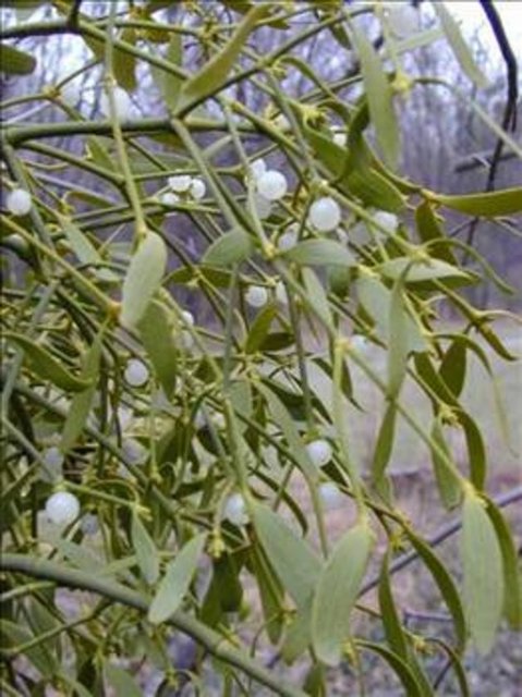 Ökseotu, akciğer, baş-boyun, karaciğer, karın zarı ve meme kanserinde etkili.