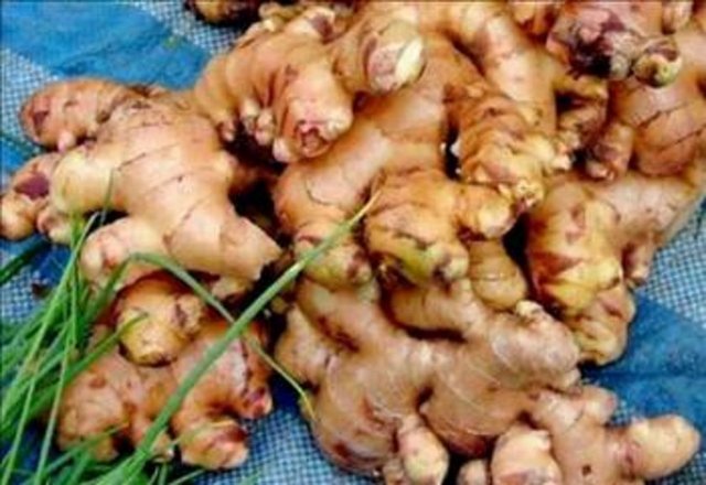 Zencefil, akciğer, kalın bağırsak, karaciğer, lenfoma, lösemi, malign melanom, meme, mide, pankreas ve yumurtalık kanserinde etkili. Zencefilin kanser hücrelerine etkisiyle ilgili laboratuvar çalışmaları yapıldı. Bu çalışmalarda, zencefilin akciğer, kalın bağırsak, malign melanom, meme, mide, karaciğer, pankreas, yumurtalık kanseri ile lösemi ve lenfoma hücrelerini öldürdüğü saptandı.