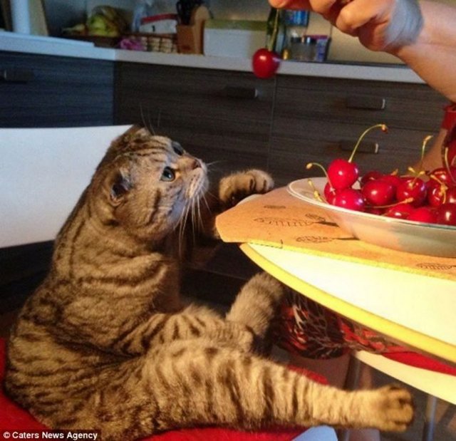 Tadar Sauce, sadece Facebook'ta 1.2 milyon beğeni almıştı.