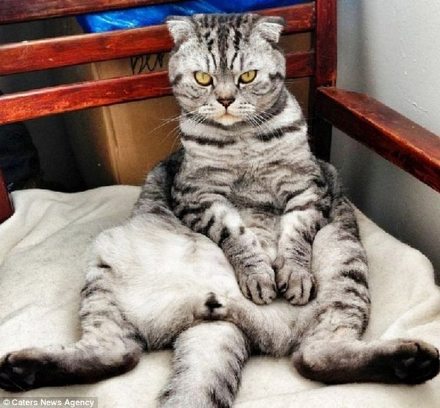 Tıpkı "somurtkan kedi Tadar Sauce" gibi internette fenomen olan Niki'nin de yakında bir kitabının çıkması bekleniyor.