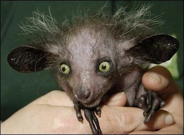 Aye Ayes hayvanı ,Madagaskar adasında görülen canlılar arasında yer almaktadır.