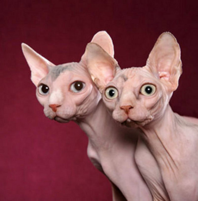 Sphynx, dünyada bilinen tüysüz üç kedi ırkından biridir.