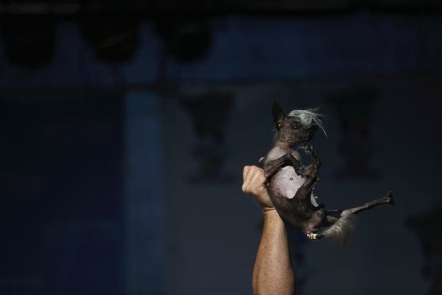 GAZETE HABERTÜRK - ABD'nin California Eyaleti'nde her yıl düzenlenen "dünyanın en çirkin köpeği" yarışması, bu sene de renkli görüntülere sahne oldu.