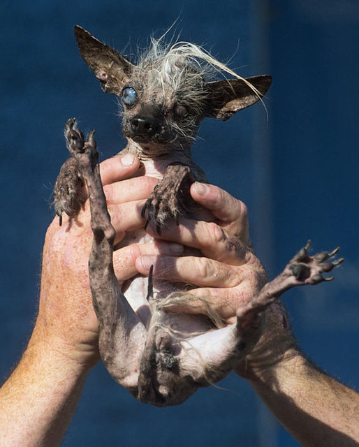 Petaluma kentinde 28'incisi düzenlenen yarışmayı, 17 yaşındaki chihuahua (şivava) cinsi bir köpek kazandı. Onlarca köpeğin galip gelmek için kırmızı halıda yürüdüğü yarışmada ipi göğüsleyen SweePee Rambo adlı köpek oldu.