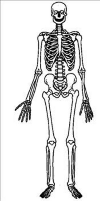 Kemiklerin 10 yılda bir tam anlamıyla kendini yenilediği tahmin ediliyor.