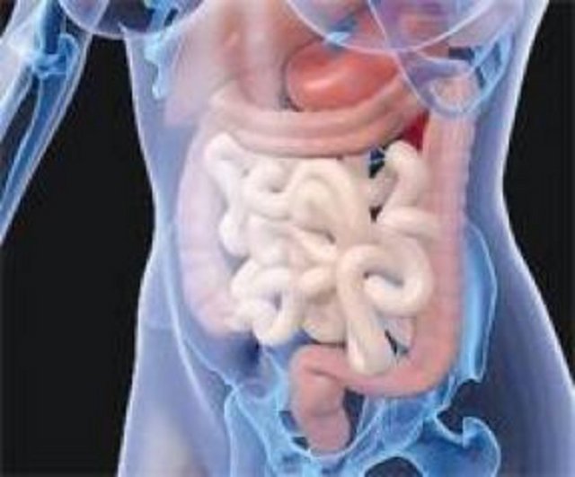 Bu hücrelerin hızla yenilendiklerini ve bu sürenin 2 ila 5 gün arasında değiştiğini ifade etti.