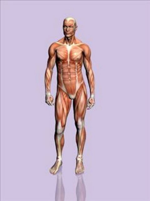 Bilim insanları, vücuttaki organların yaşlanma sürecini aydınlattı. Göz ve beyin dışında kalan tüm organlar kendini yenileyebiliyor ve böylece vücudumuz hayat boyu 10 yaşın altında kalmayı başarabiliyor.