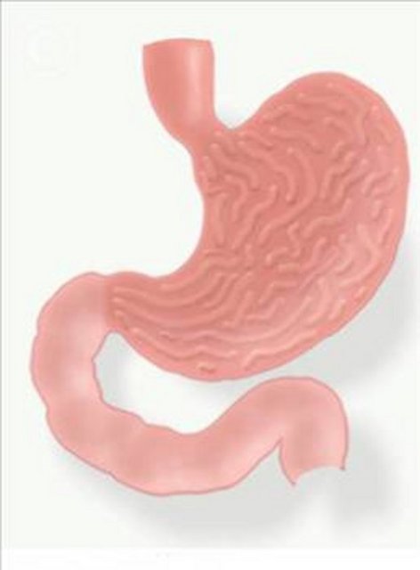 MİDE DUVARI KENDİSİNİ 3-5 GÜNDE YENİLİYOR  -  - Midedeki asit karşısında hücrelerin dirençli olmadığını belirten İsveç-Karolinska Enstitüsü'nden Jonas Frisen, hücrelerin 3 ila 5 gün arasında yenilendiğini vurguladı.