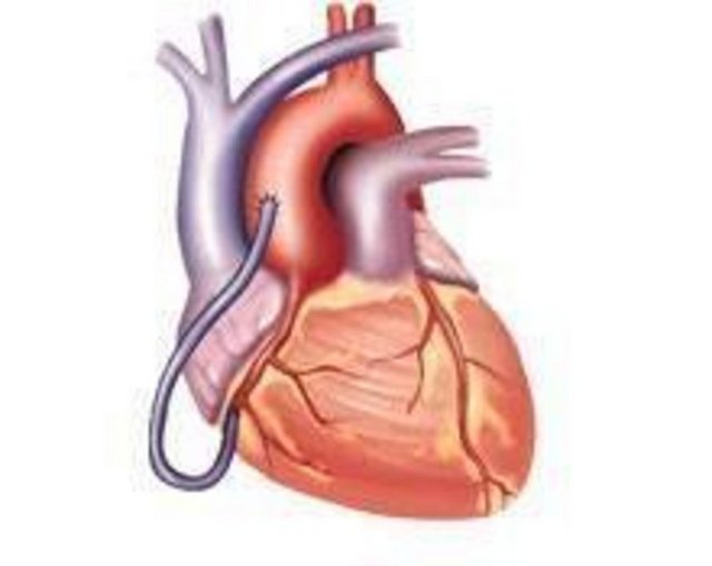 KALP KENDİNİ 20 YILDA YENİLİYOR -  - Yıllarca kalbi oluşturan hücrelerin doğduktan sonra değişmediği sanıldı.