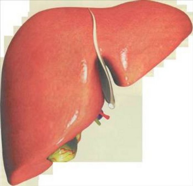 İngiltere Karaciğer Vakfı tarafından yapılan açıklamaya göre karaciğerin kendini yenileme süresi 6 ay.