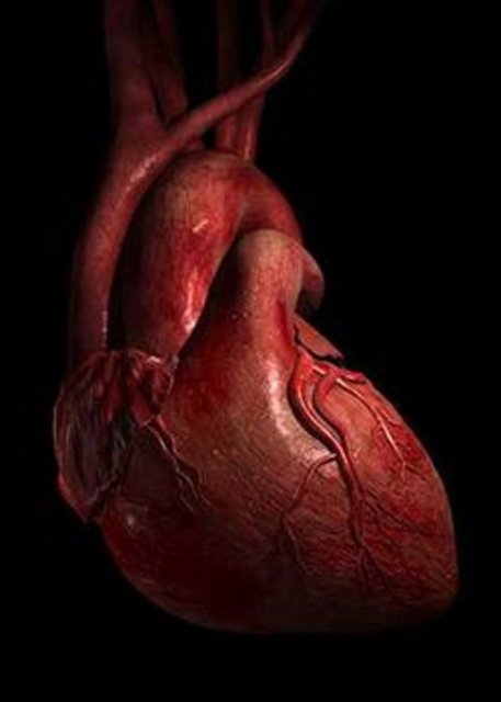 Ancak New York Üniversitesi'nden Dr. Piero Anversa tersini ispatlamayı başardı. Kalbin kendini yenilediğini belirten Anversa bunun en az 20 yıl aldığını kaydetti.