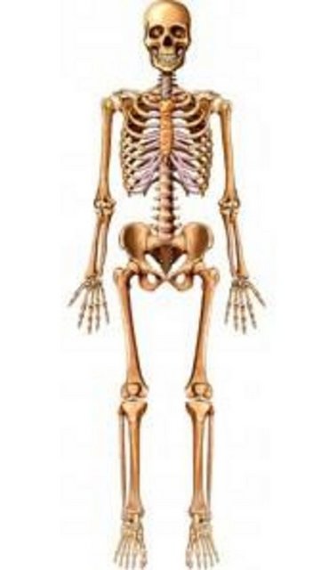 İSKELET SİSTEMİ KENDİSİNİ 10 YILDA YENİLİYOR  -  - İskelet de vücudun sürekli kendini yenileyen bölümlerinden biri.