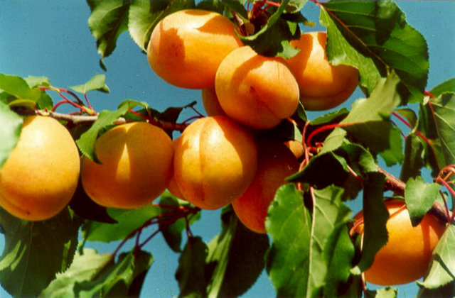 KAYISI: - Kan yapan, kansızlığa ve kabızlığa iyi gelen kayısı sinirleri yatıştırarak uykusuzluğa da iyi geliyor.