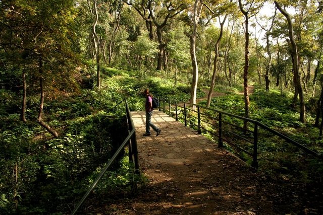 En büyük koru: Yıldız Parkı
