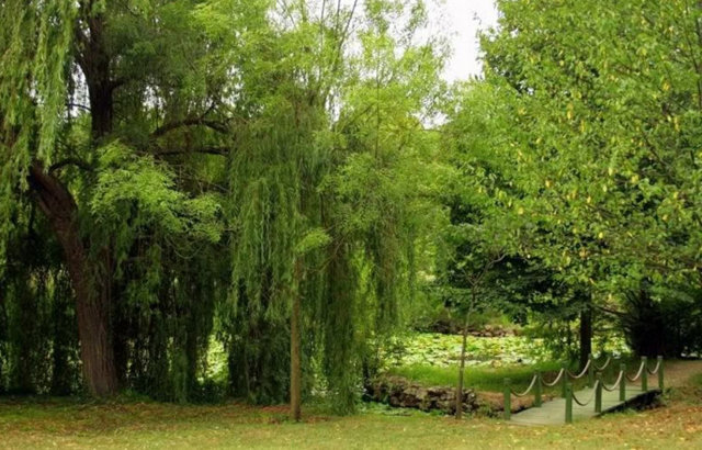 En büyük canlı bitki müzesi: Atatürk Arboretumu