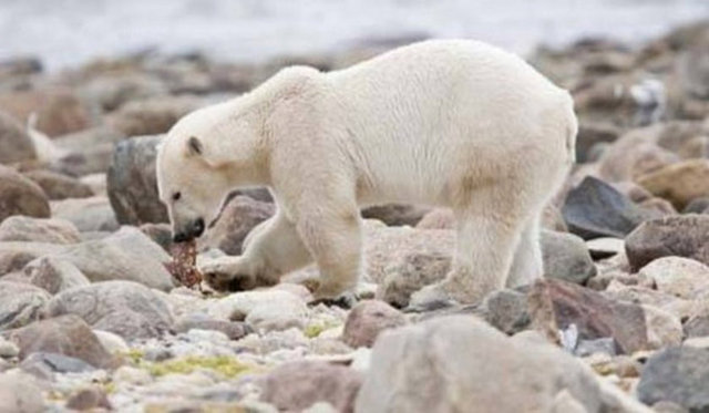 Dünyadaki ısı 1900 yılından itibaren 0.7 derece arttı. -  -
