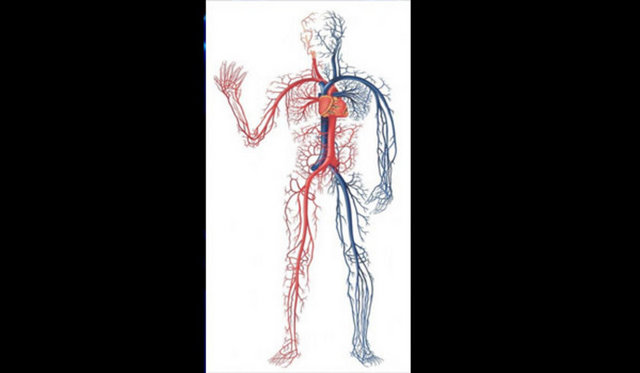İnsan vücudundaki damarların uzunluğu yaklaşık 96 bin kilometre.