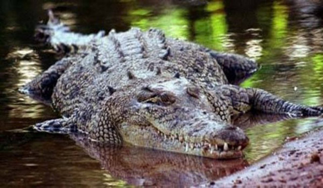 Timsahlar daha derine batabilmek için taş yutarlar. -  -