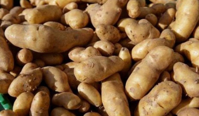 Elma, soğan ve patatesin tadı aynıdır. Fark sadece tamamen kokularından kaynaklanır. Aslında hepsi tatlıdır.