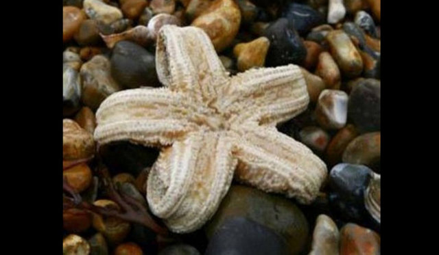 Denizyıldızlarının beyni yoktur. -