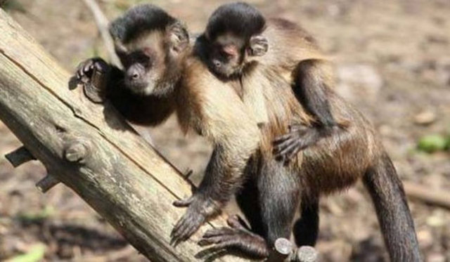 Maymunlar her yıl uçak kazalarından daha fazla insan ölümüne neden oluyor. -  -  -