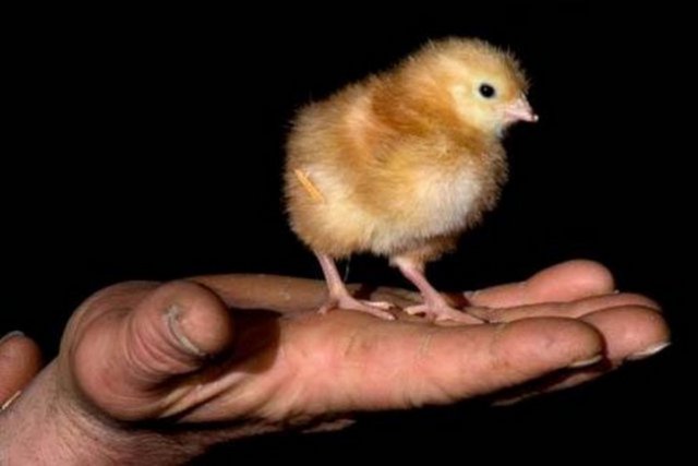 Dünyada insanlardan daha çok tavuk var.  -