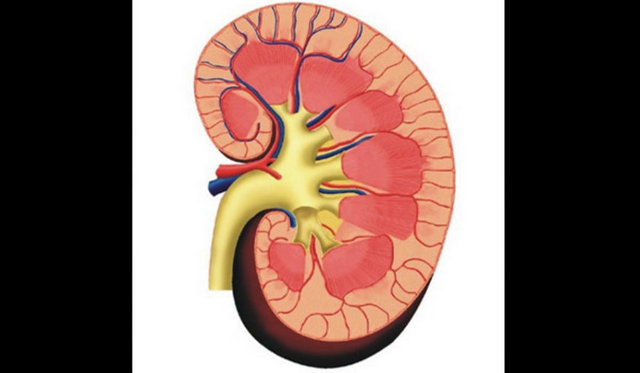 Böbrekler kanı günde 300 keze kadar filtreliyor.