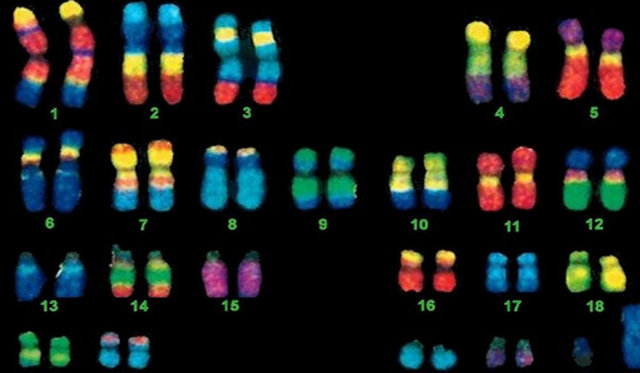 İnsanın kromozom sayısı 46, bezelyeninki 14 ve tatlı su istakozu da denilen kerevitinki ise 200 -