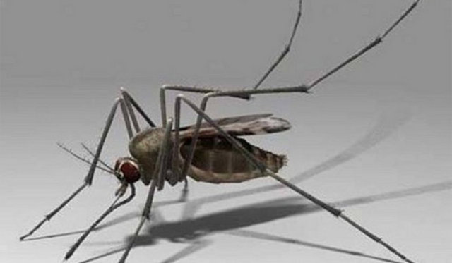 Sivrisineğin kulağımıza işkence gibi gelen vızıltı sesi onun saniyede 500 kez kanat çırpması yüzünden oluşur.