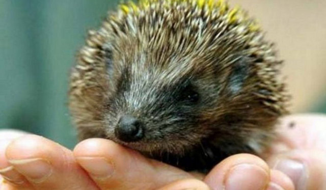 Kirpiler suda yüzer.  -