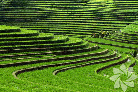 Pirinç terasları, Bali, Endonezya