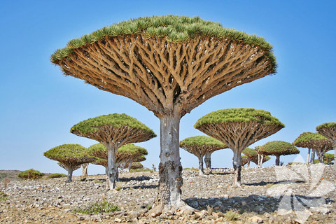 Ejderha kanı ağaçları, Socotra, Yemen