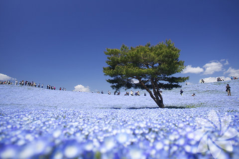 Hitachi Seaside Park, Japonya