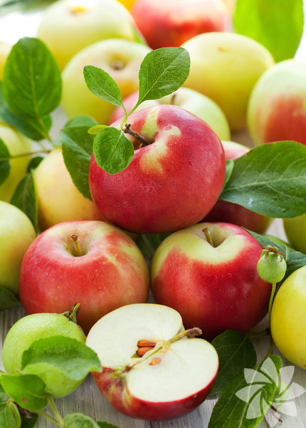 Elma: Her gün bir elma sizi doktora gitmekten korur. Elma hem çözülebilen hem de çözülemeyen liflere sahiptir. Bu sayede kendinizi tok hissederken hem de kolesterolünüzü düşürürsünüz. Bazı doktorlar çok yağlı bir yemeğin ardından elma suyu içmeyi öneriyorlar. Elmanın kalp hastalığı riskini azalttığı ispatlanmıştır. Elma çiğnerken ortaya çıkan salya karışımı dişlerinizi temizler ve nefesinizi aniden tazeler. Elma diliminin üstüne fıstık ezmesi sürerek lezzetli bir tatlı atıştırmalık hazırlayabilir veya küçük küpler halinde kesip biraz pişirdikten sonra tarçın ile birlikte kahvaltı yulafınıza ekleyebilirsiniz.