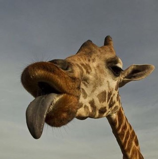 Zürafalar Afrika'nın en farklı ve ikonik memelilerinden biri. Sessiz ve zarifler. Ne yazık ki sayıları hiç fark edilmeden azalıyor. Zürafaların nesli tehlike altında olmasa da sayıları son 15 yılda yüzde 40 azaldı.