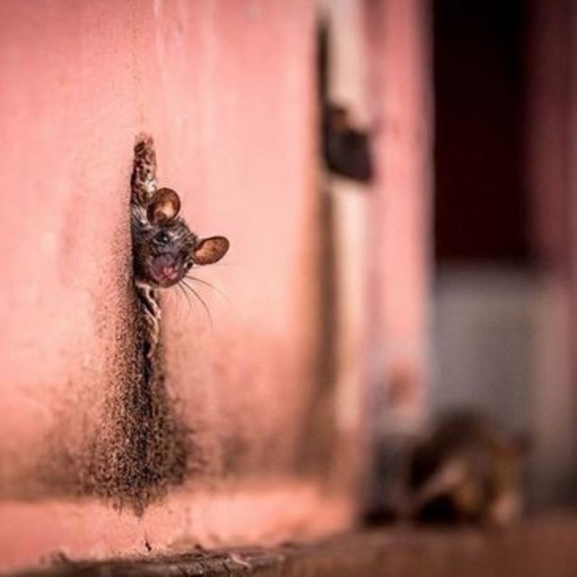 Bir fare kafasını deliğinden dışarı uzatmış, etrafı gözlüyor. Arka planda bir diğer fare ise olay yerinden uzaklaşıyor. "Kapıyı çalıp kaçmış gibi," diyor fotoğrafı çeken Cezary Wyszynski.