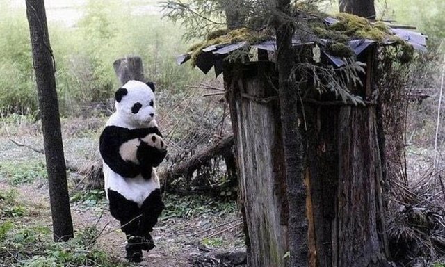 Yavru pandayı güvende hissettirmek isteyen bir görevli, panda kıyafeti giyerek ona bakıyor.  -