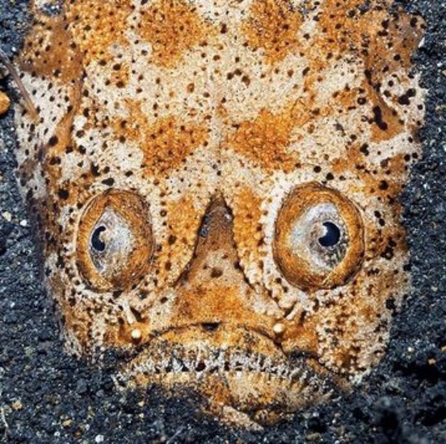 Endonezya, Sulawesi'nin doğu kıyısı açıklarında, Lembeh Boğazı'nın tabanında, siyah volkanik kumun arasından 30 santimetre uzunluğundaki kurbağabalığının yayvan yüzü belirmiş.