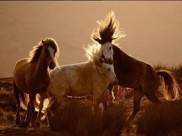 Galler'in Snowdonia Ulusal Parkı'nda üç at. Batan güneşin arkadan gelen ışığı ve sıcak tonları, fotoğrafçı Marian Ubrankovic'in farklı bir fotoğraf yaratmasını sağlamış.