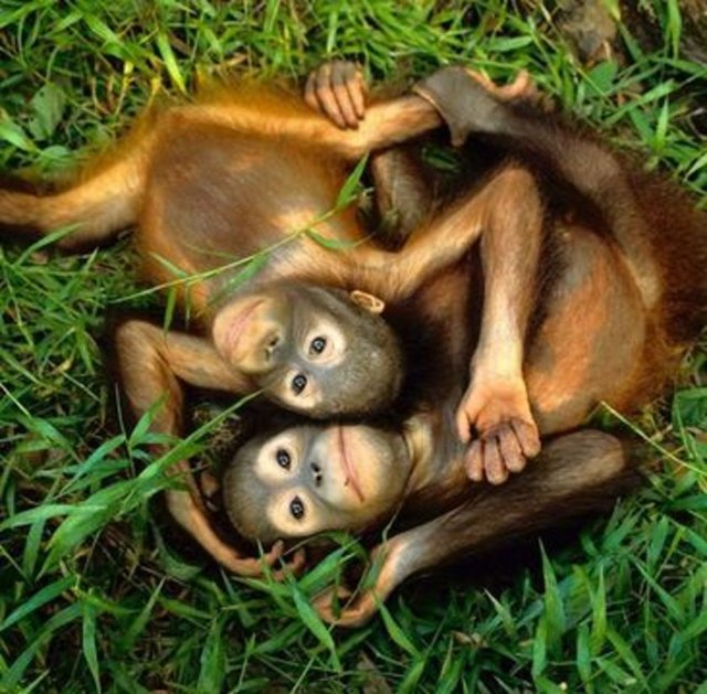 "Orangutan" kelimesinin Malaycada "ormandaki adam" anlamına geldiğini biliyor muydunuz?