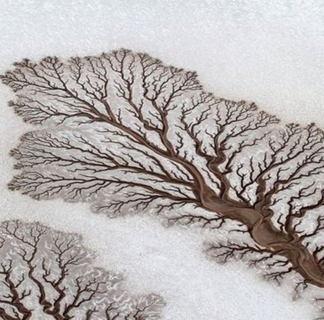 Meksika'nın Baja California eyaletindeki bir çölden geçen nehrin şekli, yaşamın simgelerinden biri olan ağaçları andırıyor.