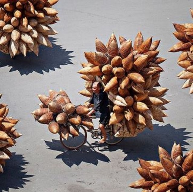 Vietnam'da bir balıkçı, bisikletini balık sepetleriyle donatmış. Vietnam'daki geleneksel balıkçılar suya bıraktıkları bu örgü sepetlerin içine yem koyuyor ve balıkların, yengeçlerin ve yılanbalıklarının tuzaklarına düşmesini bekliyor.