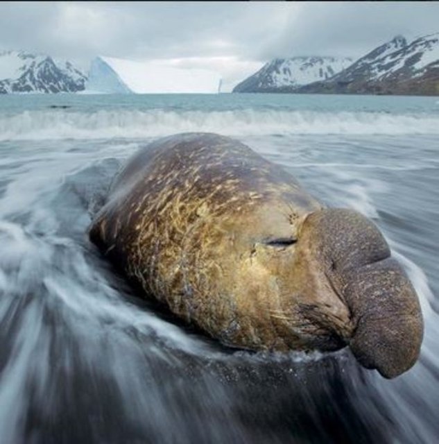 Dalgalar, kumsaldaki bir kayayı andıran bir deniz filini yıkıyor.