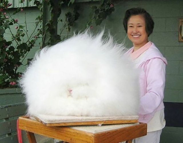 Angora tavşanı