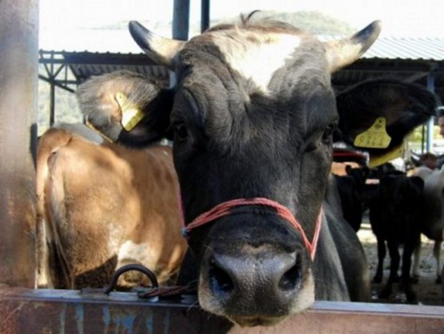 Kurbanı veresiye veya kredi kartıyla almak caizdir. Faizli kredi ile almak caiz olmaz.