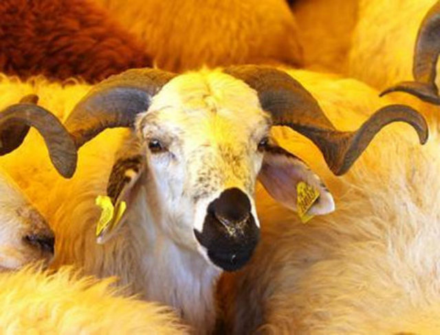 İç parazit ihtimaline karşı bir kez parazit giderici ilaç kullanılmalı.